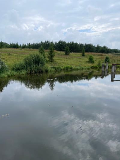 The image depicts a serene natural landscape with a calm body of water in the foreground. The water reflects the overcast sky and the lush green vegetation lining the bank. The bank is covered with grass, small bushes, and scattered trees, leading up to a dense line of evergreen trees in the distance. There are several concrete posts in the water on the right side of the image, suggesting a man-made structure or remnants thereof. The sky is cloudy, with patches of blue peeking through. The overall impression is one of tranquility and rural natural beauty.