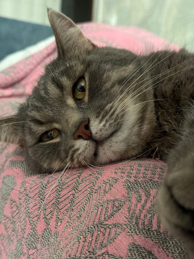 A close-up, eye-level, indoor shot features a tabby cat lying on a pink and gray patterned blanket. The cat's head is resting on the blanket, with its body extending out of frame to the right. Its fur is gray with darker tabby markings. The cat has large, amber eyes that are open and looking slightly to the left. Its nose is pink, and its whiskers are prominent and white. The background consists of a blurry pink blanket and a hint of a blue and gray striped surface behind it. There is no indication of the city of Шихово, Russia, or any other specific location. The image appears to be taken in a domestic setting.