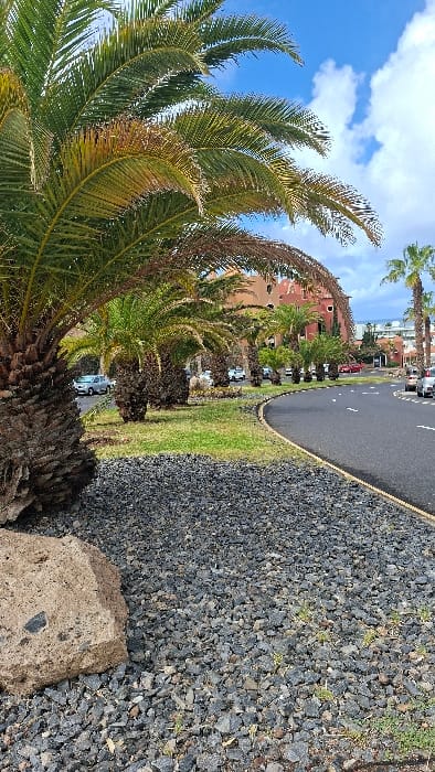 This image captures an outdoor urban environment within Costa Adeje-playas Del Duque, Spain, under a clear blue sky with scattered white clouds. The foreground features a substantial, dark brown palm tree trunk on the left, partially obscured by its green fronds, some exhibiting slight browning. The ground beneath the palm consists of dark grey, irregularly shaped volcanic gravel, interspersed with minimal green sprouts. A large, light brown rock with visible dark inclusions rests in the lower left corner, partially embedded in the gravel.
In the midground, a curved asphalt road with white dashed lane markings is visible on the right. It borders a grassy median on its left, which contains a row of uniformly planted smaller palm trees with green fronds and dark trunks. Beyond this median and the road, several multi-story buildings are present. A prominent building on the left-center features a reddish-brown exterior with curved architectural elements. Further to the right, lighter-colored buildings with balconies are discernible. Multiple vehicles, including silver and red cars, are parked or in motion on roads behind these structures and additional background palm trees. No human figures are depicted.