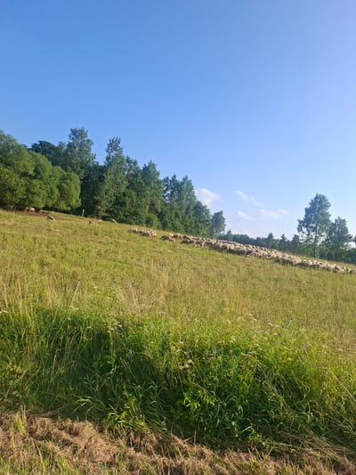 In Tarpežerė, Lithuania, on a clear, sunny day, a flock of sheep grazes on a grassy hillside. The hillside slopes upwards towards a dense line of green trees that form the background. The sky is a vibrant, cloudless blue. In the foreground, tall green grass and some dried grass are visible. The sheep are scattered across the mid-ground and further up the slope, some grazing and others standing. A few trees are also present on the right side of the frame. The overall scene depicts a peaceful rural landscape.