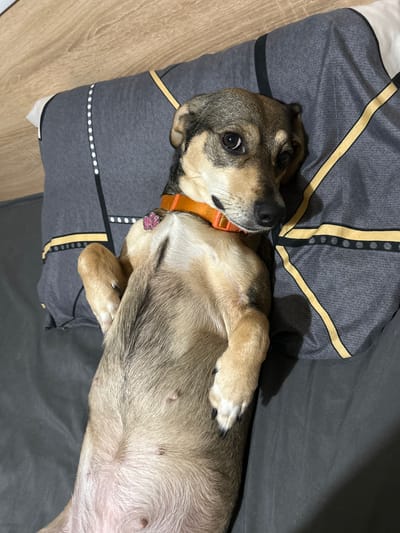 An indoor, close-up shot features a dog lying comfortably on its back on a patterned bed or cushion. The dog has a mix of light brown, tan, and dark brown fur, with lighter fur on its underside. It is wearing a bright orange collar adorned with a small, sparkly pink, paw-shaped tag. Its head is turned towards the left, with its wide, dark eyes looking directly at the viewer, conveying an expression of curiosity and relaxation. Its front paws are gently curled towards its chest, while its belly is exposed, showing visible teats.

The dog rests on a gray fabric featuring distinctive linear patterns in yellow, black, and white dots. To the left of the frame, a segment of a light-colored wooden floor is visible. The background on the right consists of a darker gray fabric. The scene is illuminated by indoor, artificial lighting, casting subtle shadows. There is no visible text in the image. The location context for this media file is Lyaskovets, Bulgaria.