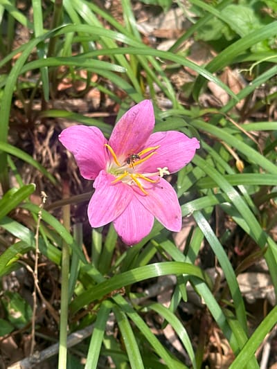 A top-down, medium shot captures a pink flower with six petals surrounded by green, blade-like leaves and some dried vegetation on the ground. A small, dark-colored insect is visible near the flower's center, amongst the yellow stamens. The scene is bathed in bright sunlight, creating shadows beneath the leaves and petals. The location is San Miguel Acapantzingo, Mexico, based on geographic association.