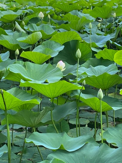 The image depicts a dense collection of lush green lotus leaves and a few budding lotus flowers. The leaves are large and round, with prominent veins, and many are tilted upwards, creating a layered effect. Several pale green lotus buds are visible, some fully closed and others just beginning to open. In the lower left quadrant, a partially opened lotus flower with delicate white and pink petals is present. The scene is dominated by varying shades of green, from vibrant lime to a softer, muted grey-green, indicating a healthy aquatic environment. The water surface, where visible in the background, appears dark and still, reflecting the surrounding foliage. The overall impression is one of natural abundance and tranquility, suggesting a serene natural setting. Given the location context of Plastunovskaya, Russia, this scene likely represents a pond or a calm body of water within that region during a warm season, given the presence of blooming lotus flowers. The lighting suggests it could be daytime, with soft, diffused light, typical of an overcast day or early morning/late afternoon. There is no visible text in the image.