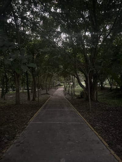 A narrow concrete path stretches into the distance, flanked by dense foliage. Trees arch overhead, creating a canopy that filters sunlight, casting shadows on the path. Leaves and debris line the sides of the path. The scene is muted, with a predominance of dark greens and grays. The path's edge is defined by a thin yellow line. The overall impression is one of depth, tranquility, and natural enclosure.