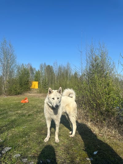 A medium, outdoor shot taken in Vysokii, Russia, depicts a medium, light-colored dog standing on a grassy area. The dog is facing forward and its body is angled slightly to the right, looking up at the camera. The sky is blue with trees visible in the background. A yellow structure is visible further in the background. An orange bag lies on the grass near the dog.