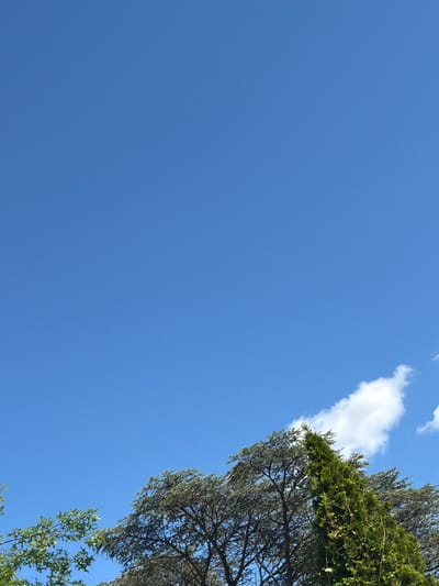 The image shows a clear blue sky with a few white clouds. The tops of several trees are visible at the bottom of the frame. The trees include a tall, conical evergreen tree and a wider, flat-topped evergreen tree. There are also some deciduous trees with green leaves on the left side of the image. The scene appears to be outdoors, possibly in a park or residential area, in Riverhead, United States of America.