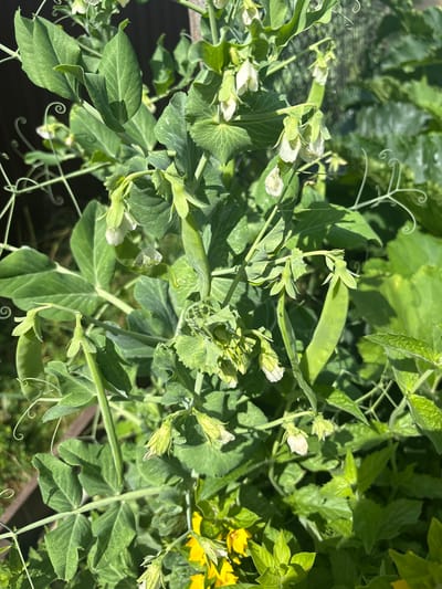 The image shows a close-up view of a pea plant with green leaves and white flowers, some of which have begun to develop into pea pods. The plant is growing outdoors, with sunlight illuminating the foliage. In the background, other greenery is visible, suggesting a garden or natural setting. There are no people or any signs of human activity in the image. The overall scene is one of natural growth and plant development. The provided crops highlight details of the pea plant's leaves, flowers, and pods, as well as the presence of tendrils.