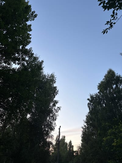 The image depicts a view looking upwards into a clear blue sky, framed by the dark silhouettes of dense foliage from trees on either side. The branches and leaves create an organic border, with some delicate leaves visible in the upper left corner. In the background, a pale sky with subtle wisps of cloud is visible, suggesting a late afternoon or early evening setting. On the right side, a utility pole with wires is partially obscured by the trees, indicating an area that is likely a park, forest edge, or a residential area with abundant greenery. The scene evokes a sense of tranquility and the natural beauty of the outdoors. There is no text visible in the image.