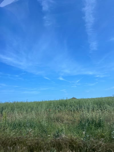 The image displays a serene landscape of Kichevo, Bulgaria, featuring a vast green field under a clear blue sky. The horizon line sharply divides the scene, with the vibrant blue sky occupying the upper two-thirds of the frame and the lush green field the lower third.

The sky is a brilliant, uniform blue, adorned with scattered, thin, wispy white clouds that resemble cirrus formations. These delicate clouds stretch across the expansive sky, indicating fair and sunny weather.

Below the horizon, the field is densely covered with tall, verdant plants, showcasing various shades of green. Hints of small yellow flowers are visible amidst the greenery, suggesting a crop like rapeseed or similar vegetation. A solitary, distinct red bloom, possibly a poppy, stands out in the right-central portion of the field, providing a vibrant color contrast. On the distant horizon, a small, dark, indistinct structure can be faintly observed, hinting at a distant building or rural feature.

The scene conveys a sense of open countryside and tranquility. The bright and even lighting suggests it was captured during midday or early afternoon. There are no people or discernible activities taking place, and no visible text in the image.