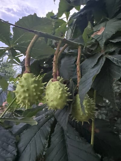 The image shows a close-up, low-angle view of developing horse chestnuts on a tree. Three spiky, green husks hang from branches amidst dark green leaves. The sky, with hints of clouds, is visible in the upper portion of the frame. The image was captured in Novo-Tereshkovsky, Russia.