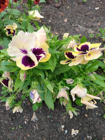 The media file is a close-up, eye-level, outdoor shot of a cluster of yellow and purple pansy flowers in full bloom, interspersed with green foliage. The flowers are the primary subject, with their delicate petals and intricate markings prominently displayed. Some flowers are fully open, revealing their characteristic dark purple centers and veining, while others are in various stages of bloom or wilting. The background consists of dark soil with small pebbles and scattered plant debris, suggesting a garden or natural setting. The lighting appears to be natural daylight, with no harsh shadows, indicating it might be a slightly overcast day or the photo was taken during softer light hours. There are no people visible in the image, and no text is present. The overall mood is one of natural beauty and the transient nature of flowering plants, with the wilting flowers hinting at the cycle of life. The location context is Tolbazy, Russia.
