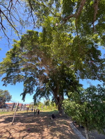 A low-angle shot captures a large, mature ficus tree with a sprawling canopy against a clear blue sky. The tree's thick, gnarled trunk and exposed root system are visible at its base. Several large branches extend outwards, some adorned with colorful flags or decorations. The ground beneath the tree is covered in dry grass and dirt. In the background, to the left, a fence with stone pillars and a building are visible. Several children are playing on the field, with one child sitting on the ground near the tree. Further in the background, lush green vegetation and more trees are present. The scene appears to be in a rural or semi-urban area, likely a park or open field.