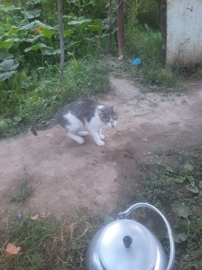 The image depicts an outdoor scene in Vosēābād, Tajikistan, with a tabby and white cat in the mid-ground. The cat is captured mid-motion, appearing to be either crouching or preparing to pounce, with its body lowered and its tail raised. It has grey and white fur. The environment is characterized by dry, dusty ground with patches of green grass and vegetation. In the background, large green leaves, possibly from pumpkin or squash plants, are visible, along with some wooden posts and a white structure that could be part of a building. In the foreground, the top of a silver metal teapot with a black handle is present. The lighting suggests it is daytime, with natural light illuminating the scene.