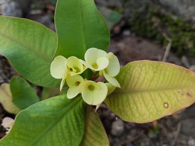 In Rheum Barat, Indonesia, a close-up, ground-level view captures a cluster of pale yellow flowers, likely from a crown of thorns plant, with their delicate petals spread open, revealing tiny green stamen at their centers. The flowers are surrounded by broad, green leaves, some of which show signs of age with a yellowish hue and small brown spots. The background is a blurred mixture of earth, small stones, and patches of moss, suggesting an outdoor, natural setting. The lighting appears soft and diffused, characteristic of an overcast day or shaded area.