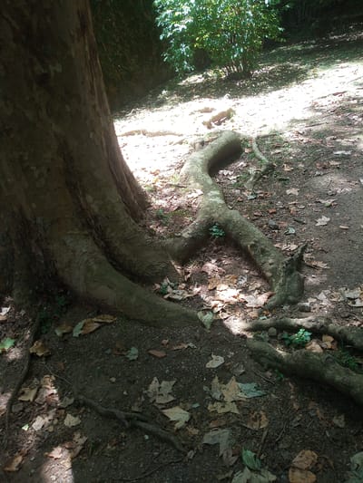 The image depicts the exposed root system of a large tree in the Parc de la Draga, Olot, Spain. The thick, gnarled roots spread out across the ground, some covered in moss. The ground is covered with dry leaves and small pebbles. Sunlight filters through the tree canopy, casting dappled shadows. In the background, more trees and foliage are visible. No people or animals are present in the image. The scene is static and appears to be a natural outdoor setting.