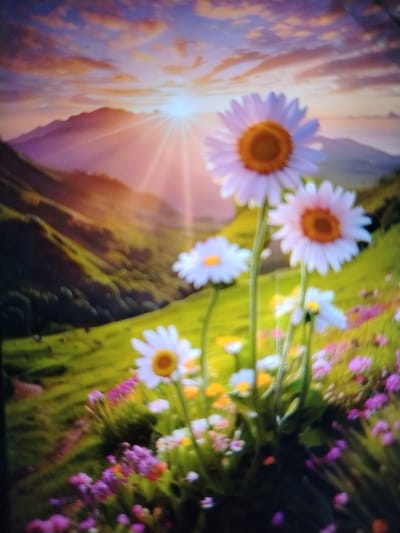 The image depicts a vibrant meadow filled with daisies and various other wildflowers, set against a backdrop of rolling hills and mountains. The sun is setting or rising, casting a warm, golden light across the landscape, with rays of light prominently visible. The sky is painted with hues of orange, pink, and blue, with clouds adding texture. The foreground is dominated by several daisies in focus, with smaller flowers and greenery filling the rest of the space. The overall impression is one of natural beauty and tranquility. There is no indication of any urban environment or specific location within the city of Qorowul, Uzbekistan.