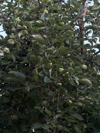A close-up shot of an apple tree branch laden with green apples is captured against a muted sky. The tree is dense with leaves, obscuring much of the trunk and branches. Numerous green apples are visible, some partially hidden by the foliage. A single dried brown leaf stands out against the predominantly green scene. The image appears to be taken outdoors, likely in a natural or semi-natural setting, such as a garden or orchard within the city of Novosloka, Ukraine.