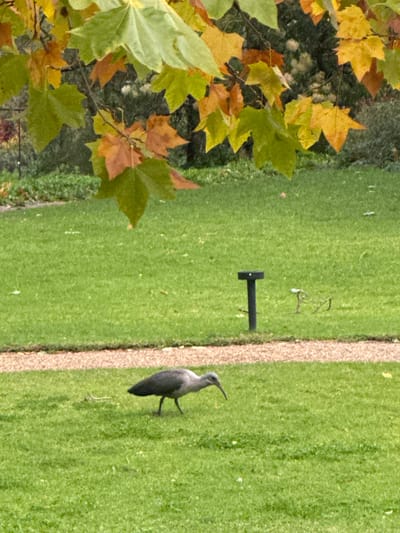 The image shows a gray bird with a long beak standing on a grassy lawn next to a light-colored border. To the left of the grass, there is a bush or tree with green and yellow leaves. There's a black T-shaped object standing on the grass, near the border. The location is Stellenbosch Nu, South Africa.