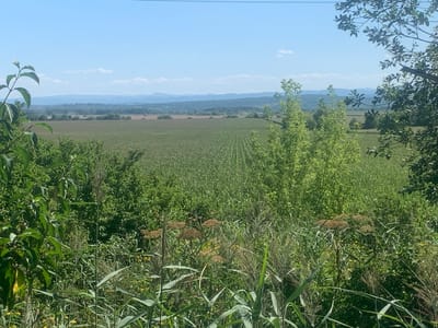 This is a landscape photograph taken on a clear, sunny day, likely in the late morning or early afternoon. The sky is a bright blue with a few scattered white clouds. The scene depicts a rural setting in Pidhaichyky, Ukraine, characterized by a vast agricultural field.
In the foreground, tall green grasses and wildflowers are prominent, with some feathery seed heads and dried brown umbels. To the left, a leafy branch hangs into the frame, its green leaves catching the sunlight. The middle ground is dominated by a large, meticulously planted field, appearing to be crops like corn or soybeans, with distinct rows stretching towards the horizon. This field is bordered by patches of lush green trees and bushes.
In the background, rolling hills and distant mountains are visible, fading into a hazy blue due to atmospheric perspective. The overall impression is one of tranquility and natural beauty. There is no visible text in the image. The weather appears to be warm and pleasant, indicative of summer.