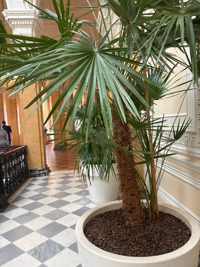 The image depicts an interior scene, likely within a grand building or palace. A large potted palm plant, with its characteristic fan-shaped leaves and rough, fibrous trunk, dominates the foreground. The plant is housed in a light-colored, modern planter filled with small, dark pebbles.
The floor is a striking checkerboard pattern of light gray and white marble tiles, laid in a diamond orientation. To the left, a dark metal railing with ornate scrollwork lines a walkway. Beyond the railing, the architecture suggests a hallway with tall, yellow-toned columns and decorative white moldings along the walls and ceiling. In the background, the hallway recedes, revealing more columns and what appears to be patterned wallpaper or paneling.
Two individuals are partially visible in the mid-ground, walking away from the camera. One person is wearing dark clothing, and the other is lighter. The overall atmosphere is one of elegance and a well-maintained interior space.
Given the context provided, this scene is identified as being within the Gatchina Palace, located in Gatchina, Russia. The architectural style and ornate details are consistent with the historical grandeur of such a location.