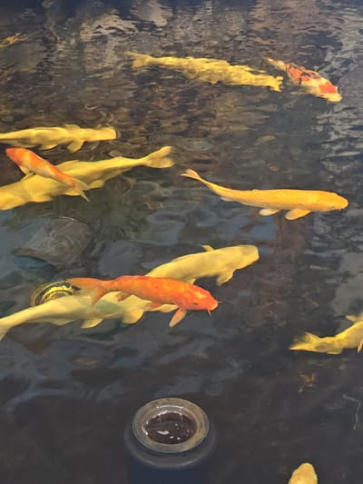The image displays a group of koi fish swimming in dark, murky water. Several fish are predominantly yellow, while others feature orange and white patterns. One fish is entirely orange. In the foreground, a small, dark-colored circular object, possibly a food dispenser or a decorative element, is partially submerged in the water. The water's surface reflects the surrounding environment, creating dappled patterns. The setting is likely a pond or water feature, possibly in the city of Phước Hải, Vietnam, a coastal town known for its fishing industry and local markets.