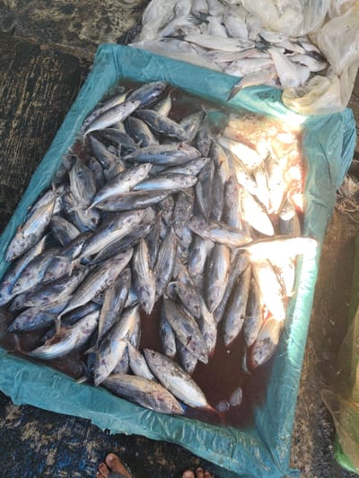 A green plastic bin is filled with dozens of silver-colored fish in a reddish liquid, possibly blood. A translucent plastic bag overflowing with smaller, white fish sits adjacent. Two bare feet wearing sandals are visible at the bottom edge of the photo, near the bin. The surface surrounding the bin appears to be dark and possibly wet.