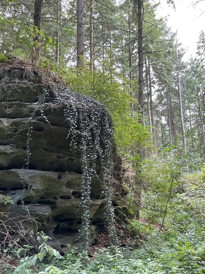 This image depicts a natural scene in the municipality of Bech, Luxembourg, characterized by a dense forest and a large rock formation. The rock face is layered and textured, with visible erosion patterns, including several holes or cavities. Ivy is growing and cascading down the side of the rock formation, creating a curtain of green foliage. The surrounding environment is abundant with various types of green vegetation, including smaller plants, bushes, and ferns covering the forest floor. Tall, slender trees with dense green canopies dominate the background, indicative of a mature forest. The lighting suggests an overcast or shaded condition, typical of a forest interior. There are no people or animals visible in the image, and the scene appears tranquil and undisturbed.