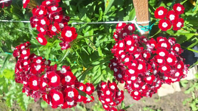 A cluster of bright red flowers with white centers, likely Sweet William (Dianthus barbatus), bloom against a backdrop of lush green foliage. The flowers are arranged in dense clusters, with individual blooms displaying ruffled petals. The lighting suggests it is daytime, casting shadows and highlighting the vibrant colors of the flowers. In the background, a rustic wooden post is visible, secured with white and blue twine, suggesting a garden setting. The ground beneath is a mix of soil and grass, hinting at an outdoor environment. The image appears to be a close-up shot, focusing on the intricate details of the flowers and their immediate surroundings. The overall scene conveys a sense of natural beauty and a tranquil garden atmosphere.