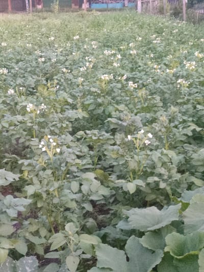 A medium shot captures a field of potato plants in bloom, with small white flowers dotting the green foliage. The plants are densely packed, creating a textured carpet of leaves and stems. In the background, a wooden fence separates the field from what appears to be a rural area with structures. The lighting suggests it is either early morning or late evening, casting a soft, diffused light on the scene. The image is located in Novosamarka, Ukraine.