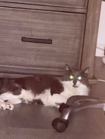 A long-haired, black and white cat with glowing green eyes is lying down on a flat, dark surface, likely a desk or table. Behind the cat, a piece of furniture with a wood-grain finish and a horizontal drawer pull is visible. To the right of the cat, a portion of a black office chair with wheels is in the foreground. The background appears to be a wall. The setting is indoors.