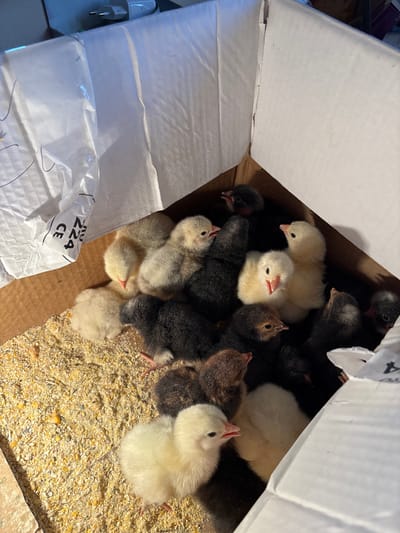 A cardboard box, partially opened, contains a collection of small chicks. The chicks vary in color, with some being white, gray, and black. The bottom of the box is covered in a granular substance, likely feed. A partially visible white object is present on the lower-left side of the box, marked with "RU 224 CE". The location, Mihailovo, Bulgaria, is not discernible in the image. No people are visible. The action is the presence of chicks in the box. No interaction between entities is visible.