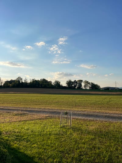 A vertical, eye-level, full outdoor shot shows a wide, rural landscape under a bright blue sky with sparse, wispy white clouds. The foreground is dominated by a field of green grass, with a shadow cast from the left side of the frame. In the middle ground, a narrow, dirt path runs horizontally across the frame, bordered by a strip of dry, yellow grass. Beyond the path, another field with horizontal lines of dry grass extends to a line of trees that form a dark green horizon. To the far right of the horizon, a large, white power pylon stands against the sky, with a small, dark-colored building and a distant, tree-covered hill to its right. In the immediate foreground, a young tree is staked with three wooden posts and enclosed by a wire mesh. The scene appears to be in a rural area near Cham, Germany, likely during the late afternoon due to the warm lighting and long shadows.