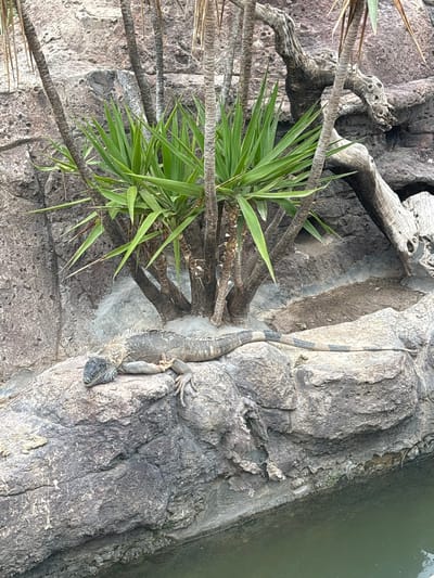 An iguana is resting on a rock near a body of water. The iguana is gray with some black and white markings on its tail. It is lying down with its head facing left and its body stretched out. Behind the iguana, there are some palm trees and a rocky cliff. The water in front of the iguana appears murky green. The scene is in Tezdaine, Tunisia.