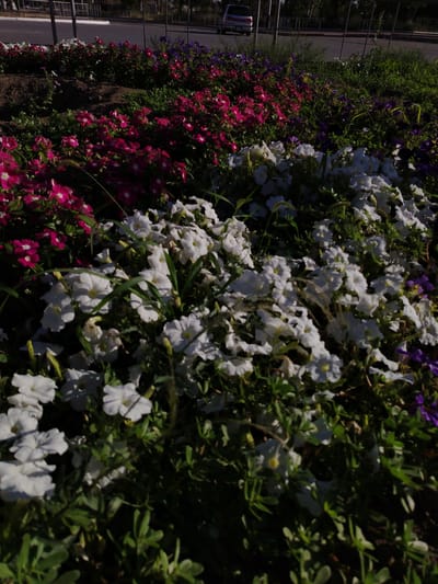 A low-angle, outdoor medium shot captures a densely planted flower bed in a park-like setting. The foreground is dominated by clusters of white petunia-like flowers with hints of yellow in their centers, interspersed with green foliage. Behind these white flowers, a vibrant row of bright pink flowers, also resembling petunias, is visible, followed by a swath of deep purple flowers further back. The flowers are neatly arranged and appear to be well-maintained.
In the background, a road runs horizontally across the frame, separated from the flower bed by a low concrete barrier and a metal fence. A light-colored car is parked on the side of the road. Beyond the road, trees and more fencing are visible under a bright sky, suggesting it is daytime. The lighting indicates it might be late afternoon or early morning, with the sun casting some shadows. There is no visible text in the image. The scene conveys a sense of natural beauty and urban landscaping in Baikonur, Kazakhstan, with no people or specific events being depicted.