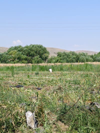 The image depicts a rural outdoor scene in the vicinity of Kurtovo Konare, Bulgaria. The foreground is dominated by a dense field of green vegetation, with patches of dry, brown growth and evidence of debris, including what appears to be a crumpled white plastic bag and several black plastic items scattered amongst the plants. In the middle ground, the field continues, with a white bird, possibly a stork, standing amidst the greenery. Further back, a line of lush green trees forms a natural barrier, behind which gently sloping, arid hills are visible under a clear blue sky. Power lines are stretched across the upper portion of the frame.