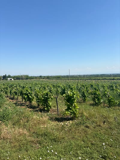 A vineyard in the city of Brestnik, Bulgaria, is depicted on a clear, sunny day. The foreground of the image is dominated by rows of grapevines with lush green leaves, supported by wooden stakes. The ground is covered in a mix of green grass and some dry, straw-like vegetation, with small white wildflowers scattered throughout. In the mid-ground, more rows of grapevines stretch into the distance, separated by grassy pathways. Beyond the vineyard, trees form a green backdrop, with a small white greenhouse-like structure visible to the left. Power lines and poles are present across the landscape, indicating the presence of infrastructure. In the far distance, a city skyline is faintly visible under the bright blue sky. The image captures a rural agricultural setting under a cloudless sky.