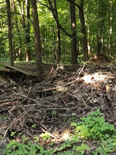 This image captures a wooded landscape in Быково, Russia, presenting a dense accumulation of organic debris in the immediate foreground. This debris consists primarily of dry branches, twigs, and fallen leaves, forming a substantial pile that occupies the lower half of the frame. To the left of this pile, a segment of corrugated material, appearing to be metal or wood, lies partially integrated with the natural debris. Minimal green ground cover vegetation is visible along the bottom edge of the image.

In the midground, a smaller, conical mound of earth or organic matter is discernible to the right, behind the main brush pile. The background reveals a mature forest characterized by numerous tall tree trunks and a thick canopy of vibrant green foliage. Sunlight penetrates the overhead leaves, casting distinct bright highlights on various parts of the scene, including the tree trunks and sections of the debris pile.

A human figure, clad in light-colored attire, is faintly visible in the upper-left background, positioned amongst the trees. The figure appears to be standing or moving slowly, but specific actions or interactions are not discernible. The scene depicts a natural outdoor environment under bright, dappled sunlight conditions.