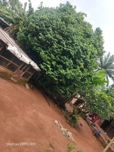 This media file captures an outdoor scene in Akokwa, Nigeria, likely during daylight hours given the bright ambient light. The setting appears to be a residential or community area, characterized by rustic structures and natural vegetation. Dominating the frame is a large, verdant tree with dense foliage, its branches reaching upwards and to the right. To the left of the large tree, a building with a corrugated metal roof is visible. The roof shows signs of wear and repair, with some white material used to cover gaps. The building itself appears to be constructed with wood and possibly some transparent panels or netting.
The ground is covered with reddish-brown earth, typical of certain soil types. Scattered across the ground, particularly in the foreground and towards the right, is debris, including plastic waste and what appear to be dried leaves or organic matter. In the background, other structures and more trees are discernible, including banana trees with their characteristic broad leaves and what looks like a palm tree to the far right. There are hints of human presence, such as a blue plastic chair and some draped red fabric near one of the buildings. The overall impression is one of a somewhat undeveloped or rural environment. The image is watermarked at the bottom left with "Shot on OPPO R11", indicating the device used to capture the photo. No people or specific activities are clearly depicted, suggesting a moment frozen in time rather than an event in progress. The weather appears to be clear or overcast, with no strong shadows suggesting direct sunlight.