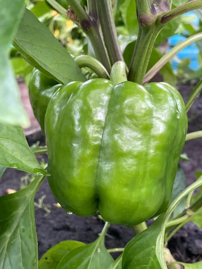 A close-up, slightly elevated, eye-level shot showcases a vibrant green bell pepper growing on a plant. The pepper, positioned in the center-right of the frame, is plump and round with visible lobes. Water droplets cling to its shiny surface and to the surrounding leaves. The leaves are a deep green, some veined and others smooth. In the background, out of focus, is dark soil and hints of green foliage and possibly a blue object. The scene appears to be in an outdoor garden setting, likely a backyard or allotment in a rural or suburban area, consistent with the general environment of Маминское, Russia.