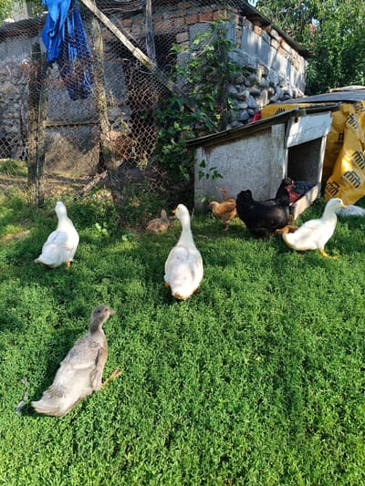 The image depicts a rural outdoor scene with several domestic birds in a grassy yard. The main subjects are three white ducks, one grey duckling, a black hen, and at least two smaller brown chicks. The birds are scattered across the green grass, with some milling around a small wooden coop structure in the background.
The setting appears to be a farm or homestead. Behind the coop, there's a rustic building made of stone and brick, partially covered by a wire fence. A blue tarp is visible hanging on the fence. Yellow bags with the text "MEKOMAG" and "MEKOMAG TUBING" are stacked near the coop, suggesting building materials or supplies. The presence of the coop, the fence, and the rustic structures indicate a functional, lived-in space, likely in a rural area.
The lighting suggests it is a sunny day, possibly late afternoon, given the long shadows cast by the coop and other elements. The weather appears pleasant for the birds to be outdoors. The overall mood is peaceful and natural, capturing a moment of everyday farm life. The focus is on the animals in their environment.
