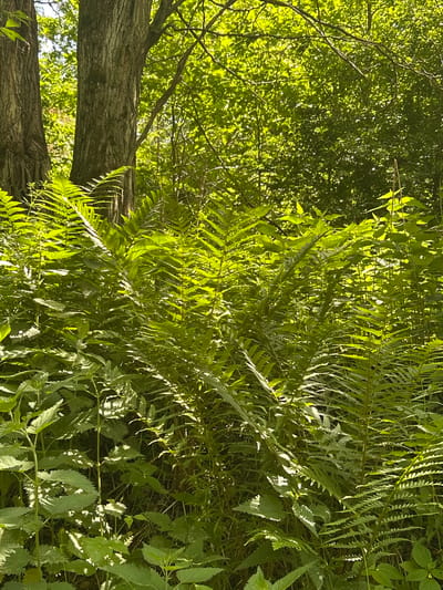 The image captures a dense, sunlit woodland or forest floor located in Piwnice, Poland. The scene is dominated by vibrant green vegetation under a canopy of trees. In the upper left, two prominent tree trunks with rough, textured bark are visible, extending vertically out of the frame. Above and around the trunks, a dense layer of bright green deciduous foliage forms the tree canopy, strongly illuminated by direct sunlight filtering through it.
The midground and foreground are filled with a thick undergrowth of various green plants. Numerous large ferns with characteristic pinnate fronds are prominent throughout the central and right portions of the frame. These ferns exhibit a strong play of light and shadow, with fronds in direct sunlight appearing bright green and those in shadow appearing darker. Interspersed with the ferns, particularly in the lower left and central areas, are plants with broader, serrated leaves, also displaying varied shades of green due to dappled sunlight. The overall lighting suggests a bright day, creating high contrast between illuminated foliage and shadowed areas. No people, animals, or man-made objects are visible within the frame, and no specific actions or interactions are depicted.