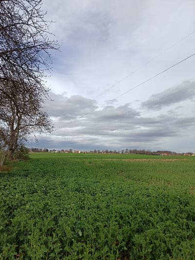 The image depicts a rural or semi-urban landscape on the outskirts of Hoenheim, France, under an overcast sky. The foreground is dominated by a large, flat expanse of vibrant green agricultural land, densely covered with low-lying leafy plants, consistent with a winter cover crop or early-stage rapeseed. To the far left, a deciduous tree, bare of leaves, extends from the bottom of the frame upwards, its dark branches intricately silhouetted against the sky. Multiple thin, dark power lines stretch diagonally across the upper-mid section of the sky, from left to right. Along the distant horizon, beyond the field, a cluster of residential or urban structures with reddish roofs is visible, interspersed with a line of leafless trees, indicating the proximity of a human settlement. The sky is predominantly grey with varying cloud formations and some lighter patches. No individuals or specific actions are observed. The scene suggests a cool climate, likely late autumn or winter.