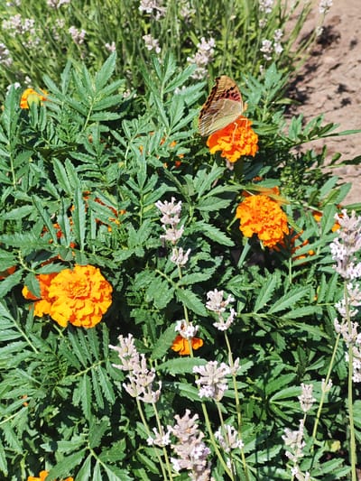 A butterfly with intricate brown and orange markings rests on a vibrant orange marigold flower. The marigold is part of a dense green bush, surrounded by delicate lavender stalks with pale purple blooms. The scene appears to be outdoors on a sunny day, with dappled sunlight casting shadows on the ground in the background. The setting is likely a garden or natural landscape in Krutinskiy, Russia. The image evokes a sense of calm and the beauty of nature. There is no visible text in the image.