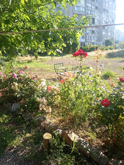 The image shows a garden with roses in the foreground. In the background, there is a residential building. The sun is shining, creating a bright atmosphere. The roses are in bloom and are of various colors, including red, pink, and white. The garden is well-maintained, with lush green foliage. The residential building appears to be a multi-story apartment complex, with balconies and windows. The overall scene suggests a peaceful and pleasant environment. The location is specified as Lymanka, Ukraine.