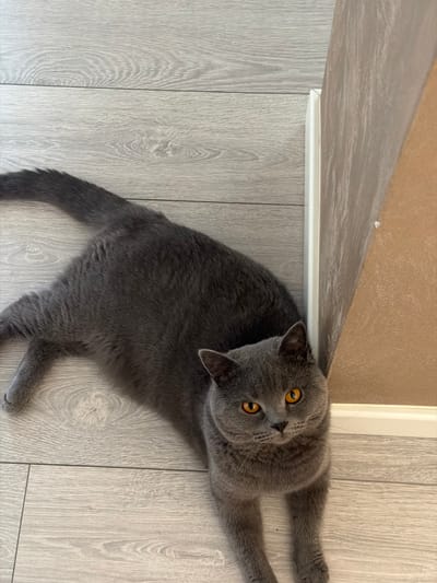 The image shows a British Shorthair cat with gray fur and bright orange eyes lying on a light gray laminate wood floor. The cat is positioned on its side, with its body extended towards the left side of the frame and its head looking towards the viewer. The background consists of the floor and a corner where the floor meets a wall. The wall has a textured brown finish and a white baseboard. The scene is indoors, likely in a residential setting. There is no indication of the city of Spinea, Italy, or any other geographical location.