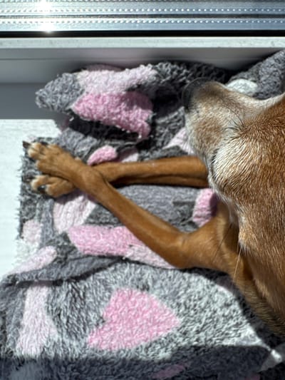 A dog is sleeping on a blanket with a pink and gray camouflage pattern, likely indoors near a window. The dog's front paws are crossed over each other. The image is taken from a high angle, looking down at the dog. The lighting suggests it is daytime. The provided location, Vlasikha, Russia, is not visually evident in the image.