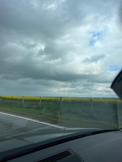 This landscape photograph captures a rural scene from the perspective of a vehicle, possibly on a road trip near Vodenichane, Bulgaria. The image is composed of three main horizontal sections: a road in the foreground, vast yellow fields in the midground, and a dramatic sky above.
On the right side of the frame, elements of a car's interior are visible, including a portion of the dark dashboard, a side pillar, and a vent, indicating the vantage point is from within a vehicle. A paved road, appearing slightly damp or wet, runs along the bottom and right edges, marked by a clear white solid line.
Separating the road from the agricultural land is a simple fence, with several wooden posts visible. Beyond this, a wide field of bright yellow flowering crops, characteristic of canola or rapeseed, stretches horizontally across the image, extending towards the distant horizon. The vibrant yellow contrasts with patches of green vegetation.
The sky occupies the upper portion of the photograph, dominated by large, impressive grey and white clouds that suggest an overcast or partly cloudy day. Breaks in the cloud cover reveal patches of clearer blue sky, particularly towards the upper left. A subtle line of distant hills or land is visible where the fields meet the sky on the horizon.
No people or visible text are present in the image. The time of day appears to be daytime, with a soft, diffused light due to the cloud cover. The overall impression is one of expansive agricultural land under a dynamic sky, viewed during travel through a rural region.