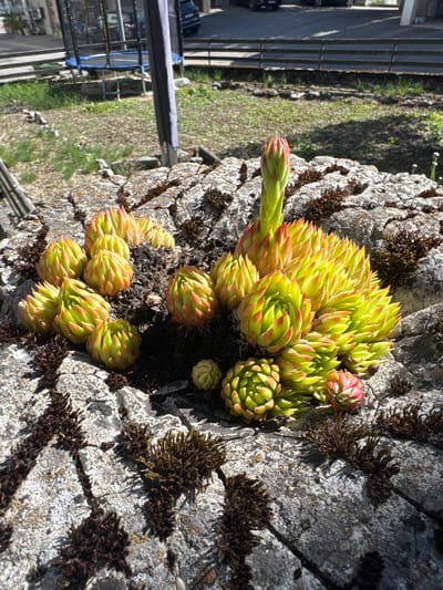 A close-up, high-angle shot captures a cluster of succulent plants, possibly Sempervivum, growing in crevices of weathered, grey rock. The succulents exhibit vibrant green and yellow hues, with tips tinged in reddish-pink, suggesting exposure to sunlight. Dark, dry moss-like vegetation is interspersed among the rocks and succulents. In the background, out of focus, is a glimpse of a suburban environment. A blue trampoline with a black net is visible to the left, and a dark-colored car is parked on a paved surface to the right. A tall, dark pole stands vertically in the mid-background, to the left of the car. The scene appears to be located outdoors, under bright daylight conditions. No people are present in the image.