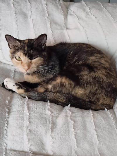 A tortoiseshell cat is curled up on a white, textured surface. The cat's fur has patches of black, brown, and orange. Its eyes are green, and one eye is partially closed, giving the appearance of a wink. The cat's front paw, which is white with black spots, is visible and resting on its chest. The surface the cat is lying on appears to be a blanket or a soft upholstery. The lighting is even, and the background is out of focus, emphasizing the cat as the main subject. There are no people or other animals visible in the image. The scene does not provide any specific information about its location in Amarillo, United States of America.