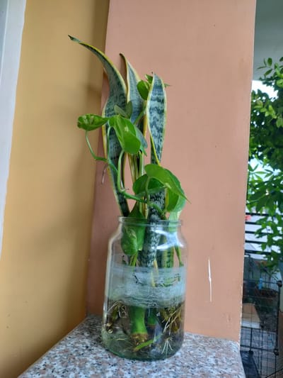 A snake plant and a pothos plant are rooted in a clear glass jar filled with water. The jar is positioned on a speckled gray and pink surface, likely a countertop or ledge, against a backdrop of a peach-colored wall and a pale yellow wall. The snake plant has tall, upright, sword-shaped leaves with variegated green and gray patterns, edged with yellow. The pothos plant has trailing vines with heart-shaped green leaves, some speckled with yellow and white. The water in the jar is murky at the bottom, revealing a network of white roots. The overall scene appears to be outdoors or in a well-lit indoor space, with hints of greenery and a metal fence visible in the background. The lighting suggests it is daytime. The image is a close-up shot focused on the plants and their container, with the background elements blurred.